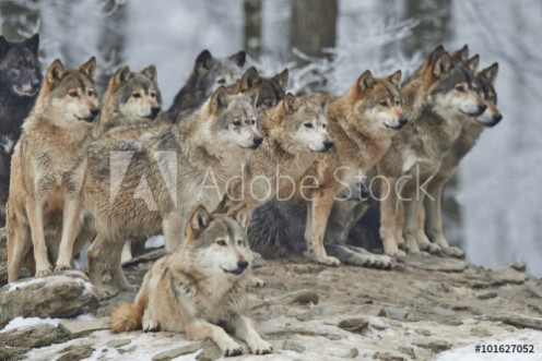 Bild på Wolfsrudel im Winter